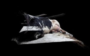 03_© Daniel Szalai_6241 Laying_2021_from the series Unleash Your Herd_s Potential